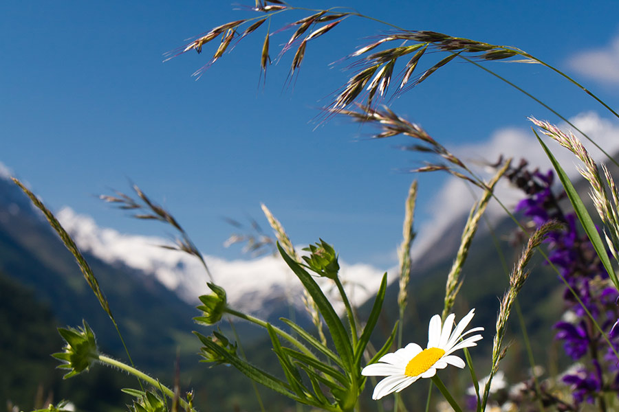 Dekoratives Bild Dekoratives Bild